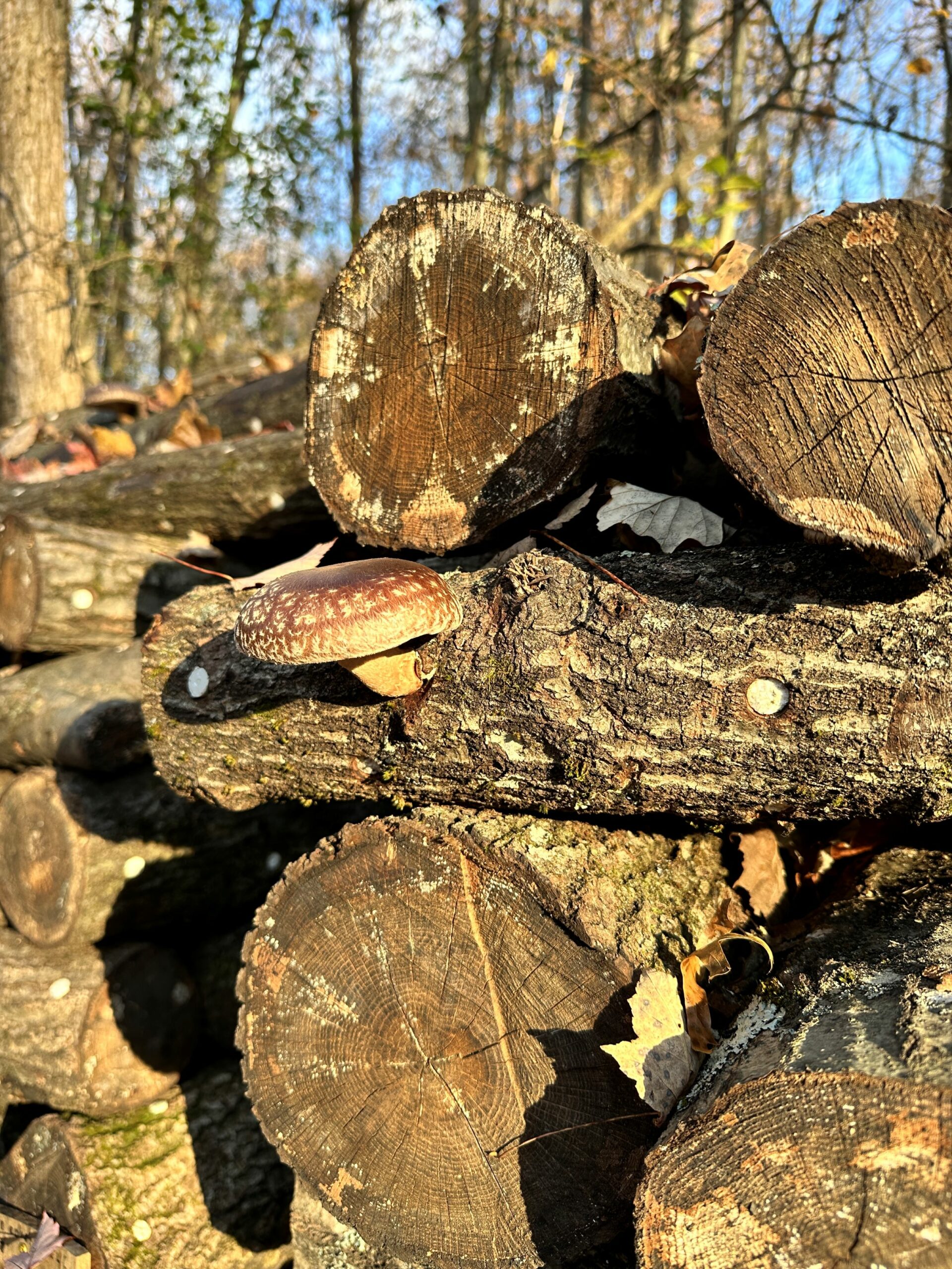 Log-grown shiitake mushrooms in Hudson Valley, New York