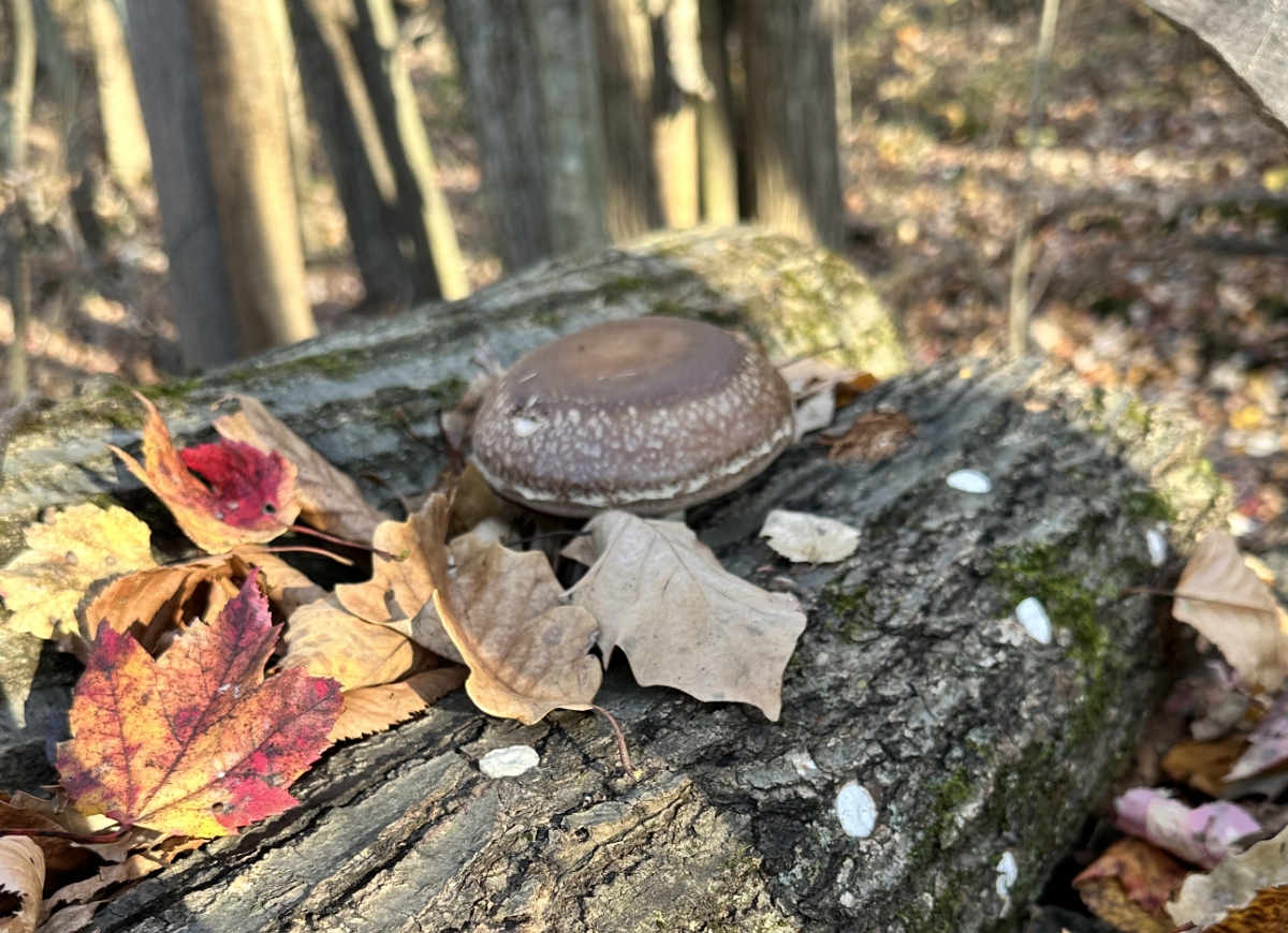 log-grown shiitake mushrooms in Hudson Valley, New York