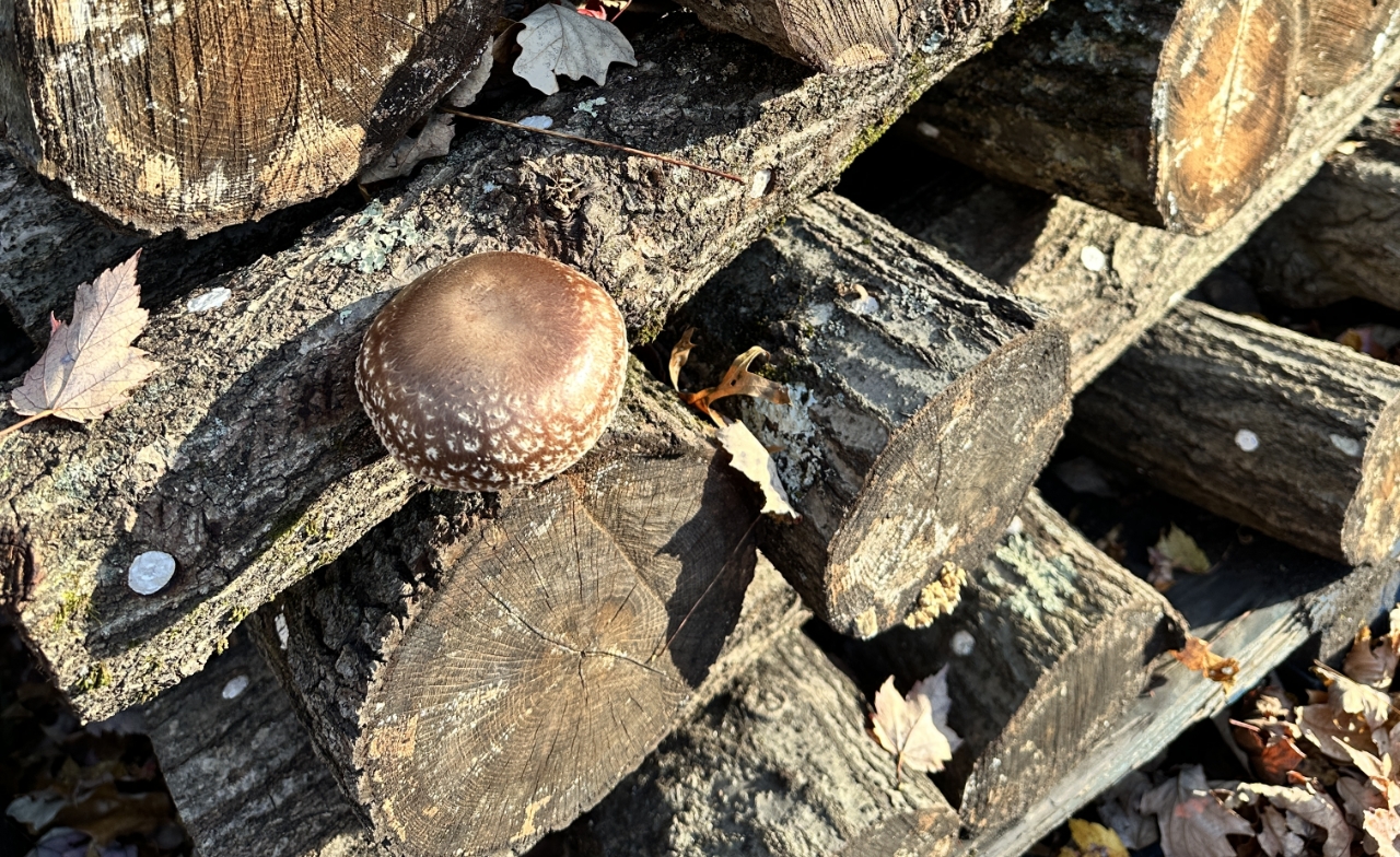 log-grown shiitake mushrooms in Hudson Valley, New York