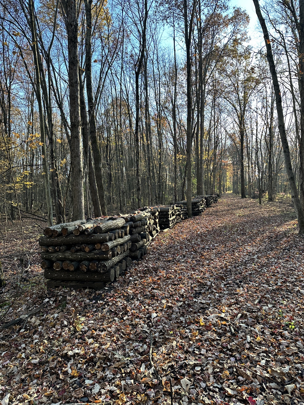 log-grown shiitake mushrroms in Hudson Valley, New York